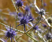  - Eryngium ovinum